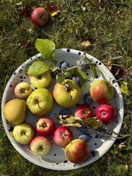 EMELY TIMM
